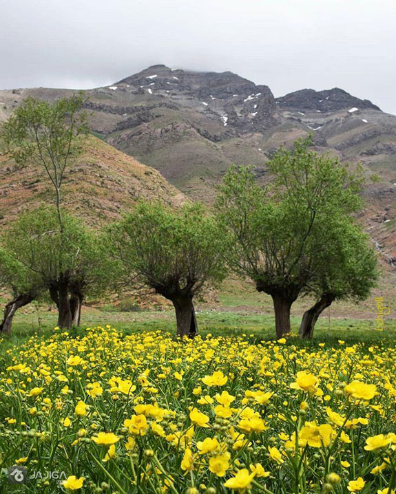 دشت هویج