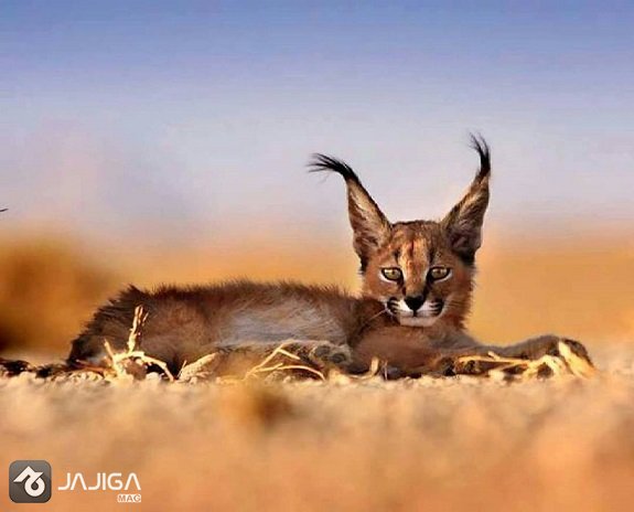 کویر-بهادران-یزد-کالمند