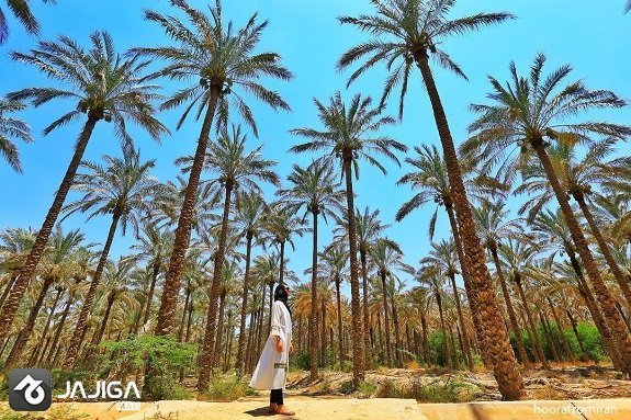 سفر زمستانی به بوشهر