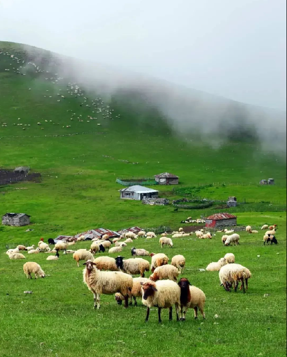 سوچاله