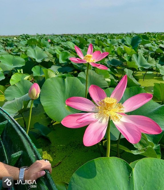 جاهای دیدنی انزلی