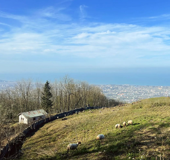 تابستان شمال رامسر