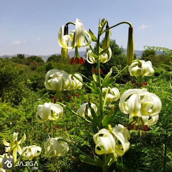 سفر به شمال