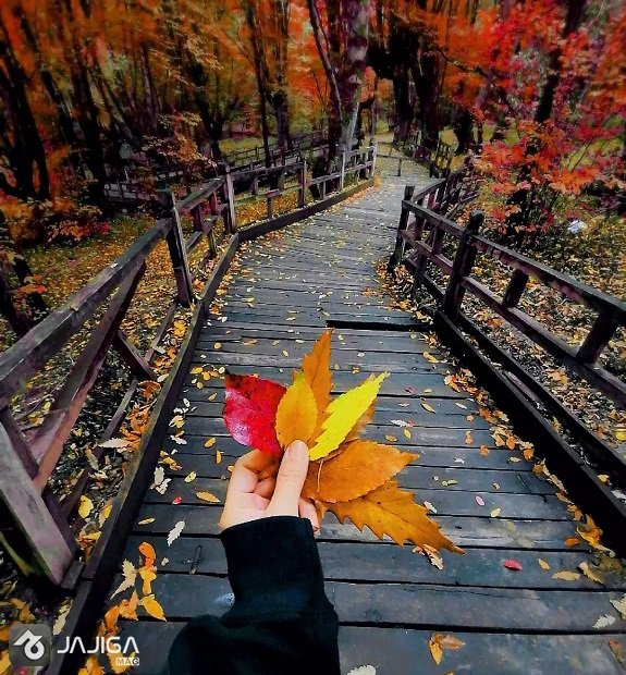 دوازده جنگل پاییزی شمال که نباید از دستش بدی! _ جاجیگا