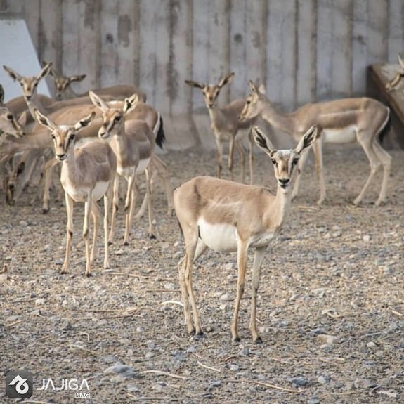 باغ-آهو-سریزد