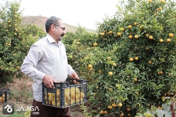 جشن لیمو کرمانشاه قصرشیرین