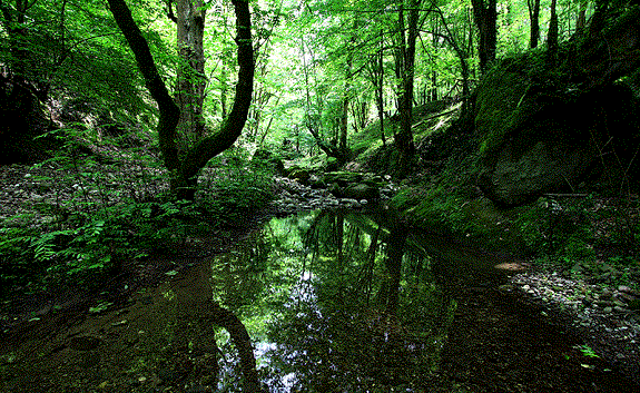 جنگل جیسا
