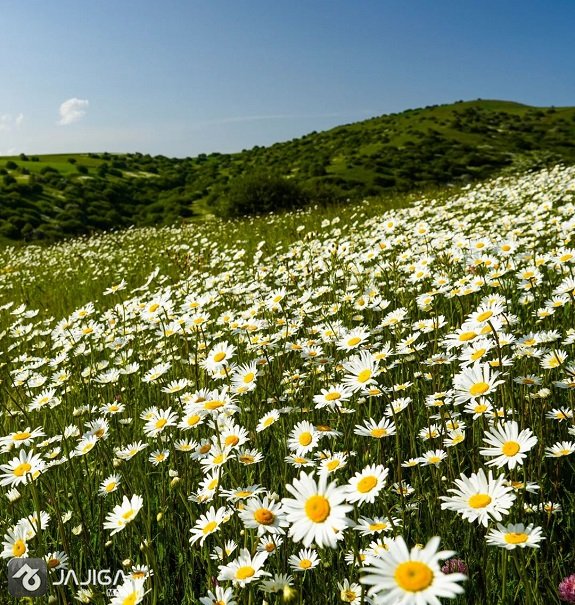 دشت فندقلو