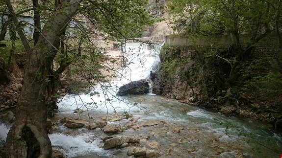 پارک-جنگلی-پروز