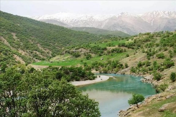 جنگل-فلارد