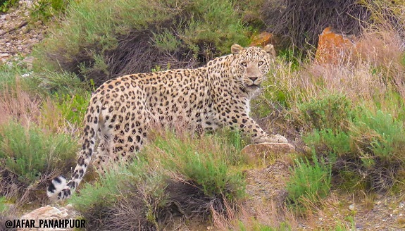 پارک-ملی-گلستان