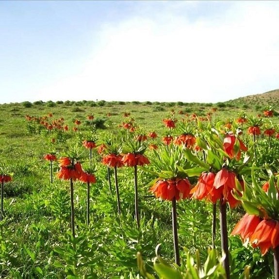 دشت-راق-یاسوج