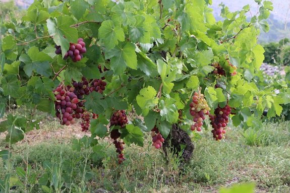 انگور-یاسوج-
