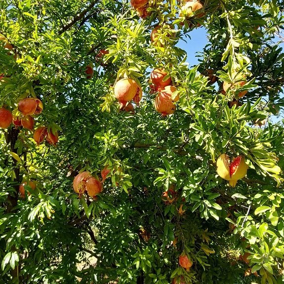 فصل-سفر-دره-عشق