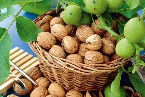 سوغات-یاسوج