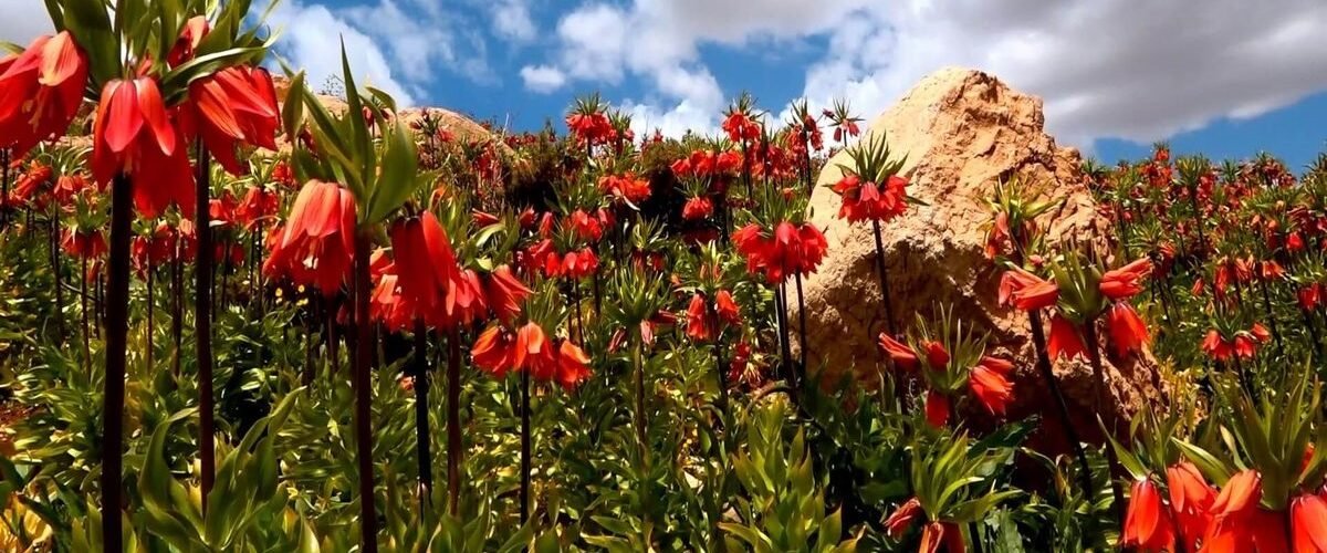 شهرکرد-کجاست