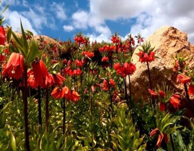 شهرکرد-کجاست