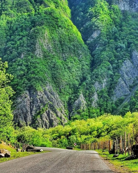جنگل-لیسار