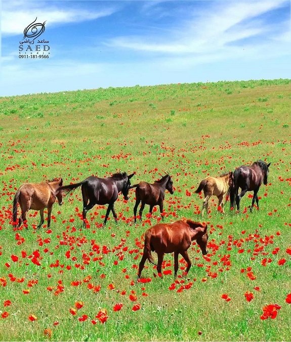 شکردشت-لیسار