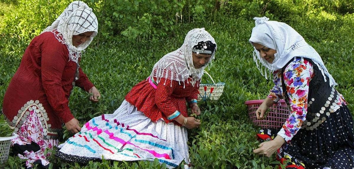 جشن چای لاهیجان