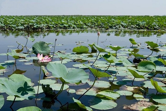سراب نیلوفر کرمانشاه