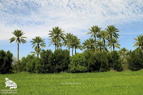 نخلستان قصر شیرین