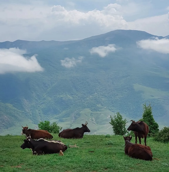 روستای ارفع ده در سوادکوه