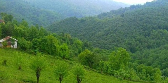 جنگل لاریخانی