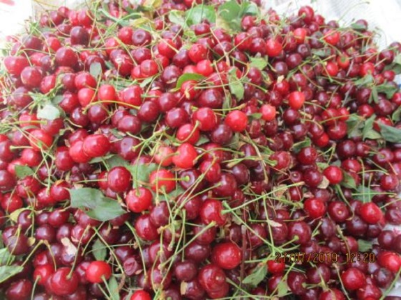 سوغات رودهن