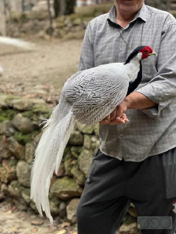 باغ پرندگان ماسال