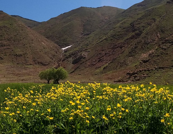 دشت هویج لواسان