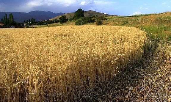 مزارع گندم شهریار