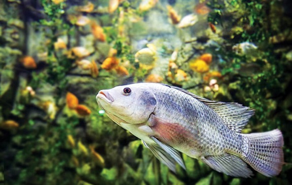 آکواریوم انزلی خلیج فارس