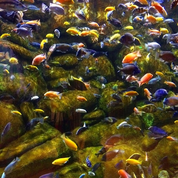 آکواریوم انزلی