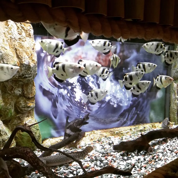 آکواریوم فانتستیک