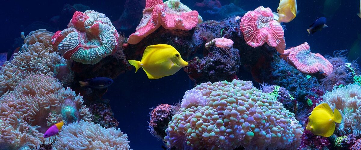 آکواریوم فنتستیک