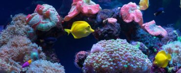 آکواریوم فنتستیک