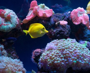 رقص ماهی‌ها در آکواریوم فانتستیک انزلی