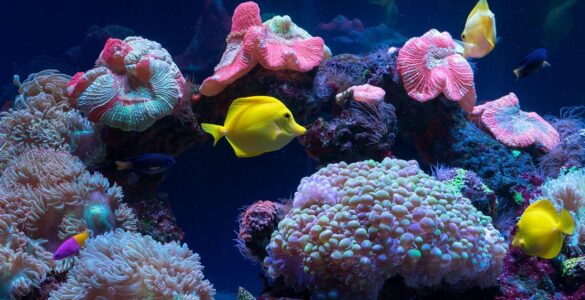 آکواریوم فنتستیک