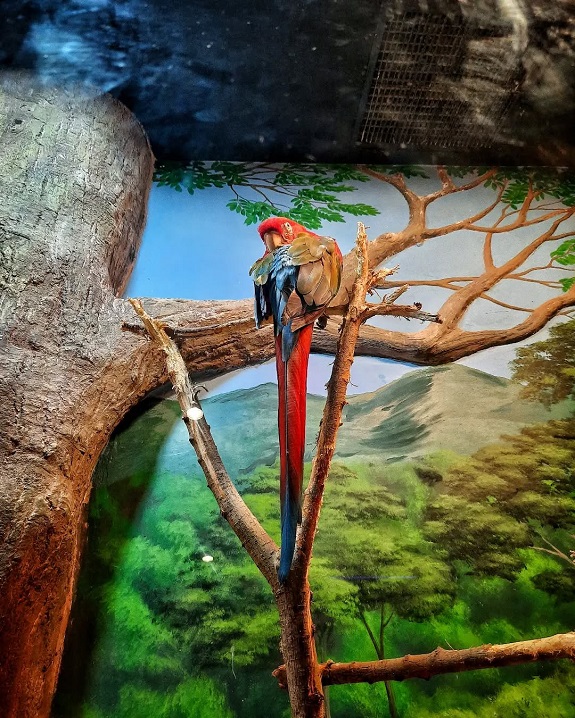 بخش پرندگان آکواریوم انزلی