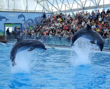 ملاقات با دلفین‌های بازیگوش در دلفیناریوم کیش