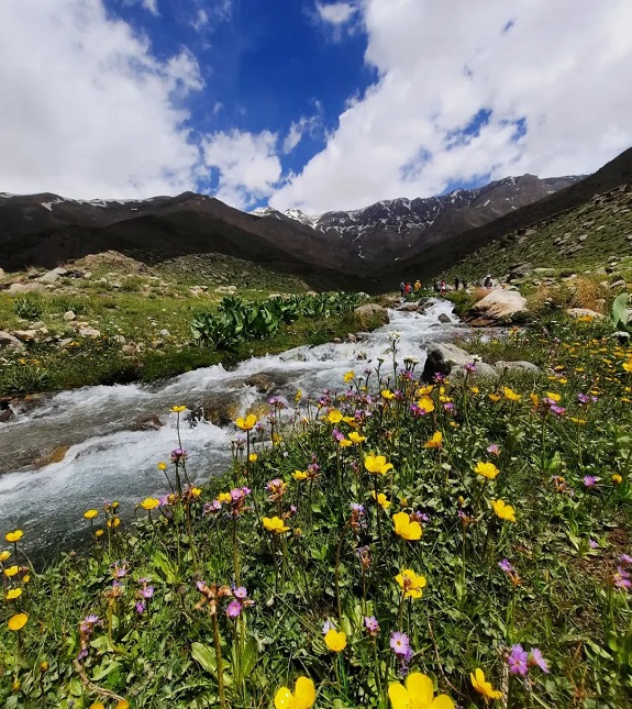 دشت جانستون