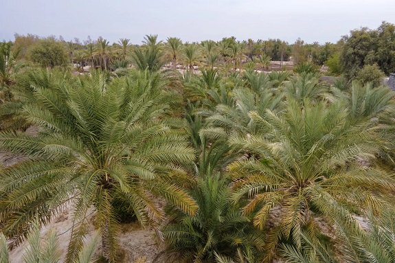 نخلستان‌های قدیمی