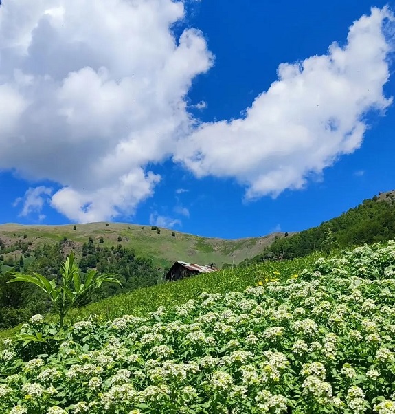 دیدنی های فومن