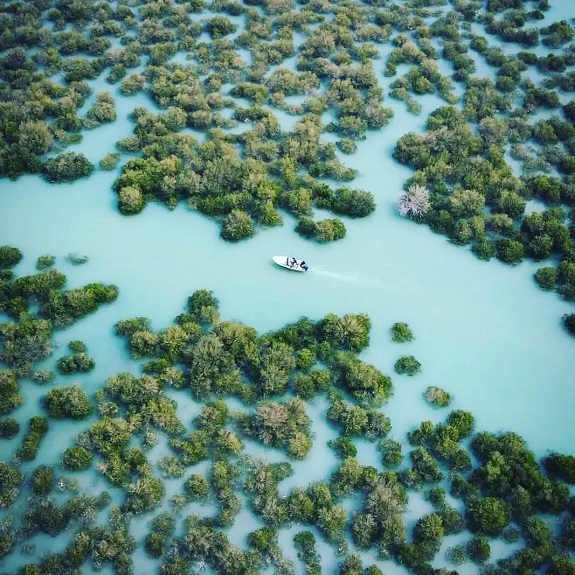 جنگل‌های حرا