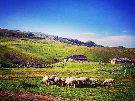 اسالم کجا بریم