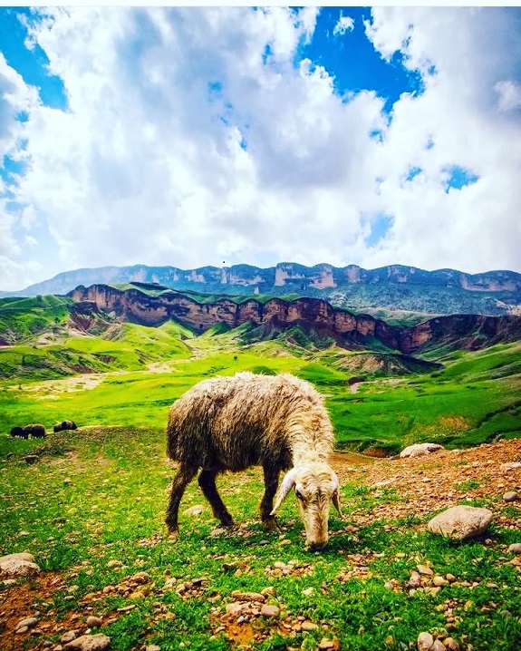 روستای گاومیر
