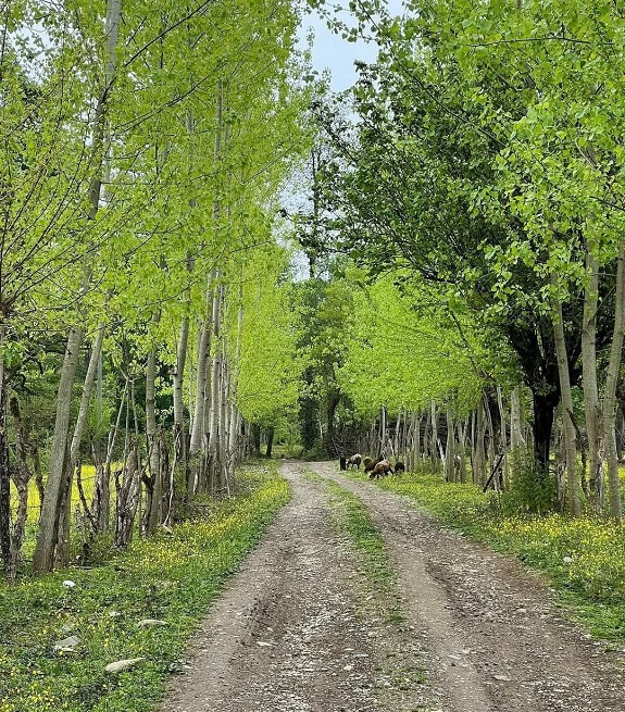 جنگلهای هیرکانی بابلکنار