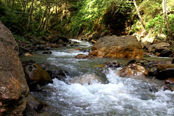 سیاهمیزگی