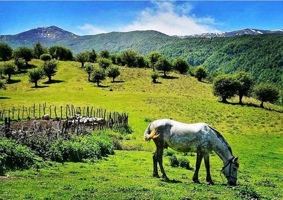 منطقه شکار ممنوع چلاو